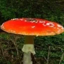 🍁메기🍁