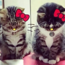 ˗ˏˋ spoiling violet &amp;acute;ˎ˗ Server Icon