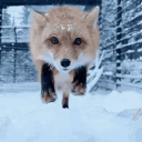 ˙ ° . ꒷ 🦊 .° ˙ ԼԼₒ𝑦𝑑'𝑠 ᖴO᙭Y ᗪEᑎ 👑