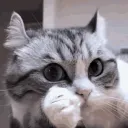 ೃ⁀➷*•.¸♡ᑕᗩTᕼᑌᗷ♡¸.•*ೃ⁀➷