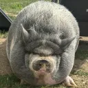 NikePig