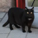 Awawawawawawa