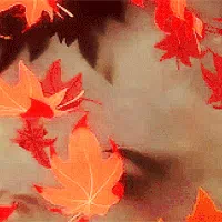 ✧Nove-stral✧ — моніторинг Discord сервера, статистика та рейтинг