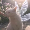 ⋆˚࿔ 𝐝𝐭𝐢 𝐟𝐚𝐢𝐫𝐢𝐞𝐬 𝜗𝜚˚⋆
