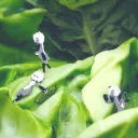 Lettuce enjoyers