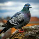 GamePigeon Coop