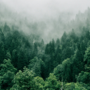 The Forest Server Icon
