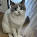Meow Town