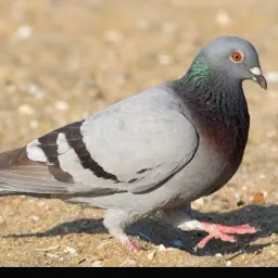 ГРАНД МОБАИЛ✅ — мониторинг Discord сервера, статистика и рейтинг