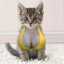 Catwifboobs