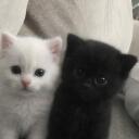 Catzone social ᓚᘏᗢ icon