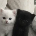 Catzone social ᓚᘏᗢ