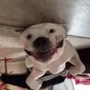PitBullz