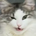 얄롤리