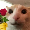🌺 𝙹𝙻𝚂 🌺