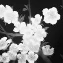 !blossom