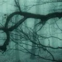 Forest of Salem