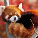 red panda shelter