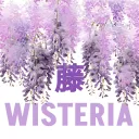 [藤].. Wisteria's secret . :
