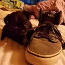 Pug Palace