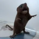 RATARIA VENCEU 🐀