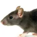 Jake the Rat's Domain