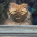 FURRY SILENCE