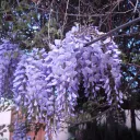 The Wisteria Tearoom