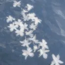 ⸝⸝⸝˳𝓰𝓮𝓷𝓽𝓵𝓮 ˳ꕤ˖