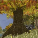 WO - OAK TOWN