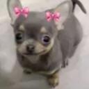 Cutesy Discord Server Icon