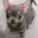 Cutesy Discord Server Icon