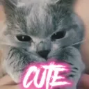 cuteness ฅ >⩊< ฅ