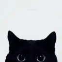 The Cat City
