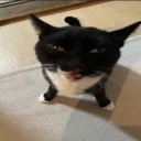 ᲼᲼
