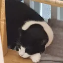 Unknown SkyGen | Nitro GiveAway At 150 |