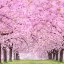 Hobby lounge Discord server icon