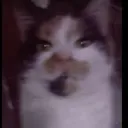 Peanut gang