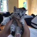 Máy chủ của Cương Cow Discord server icon