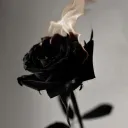 BLACK ROSE