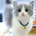 Free Admin fr discord icon