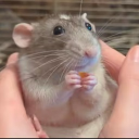 Da puffer planet Discord server icon