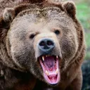 Grizz Den