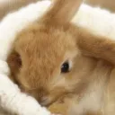 Brayden's Bunny Nest