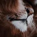 ﹒LIONHEARTED﹒WC;UE