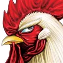 Rooster fighter - FR