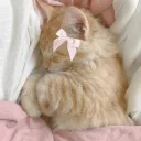 Pink sanctuary's icon