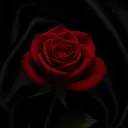 「🥀」Crimson Veil「🥀」's icon