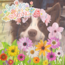 Canine Enthusiasts icon