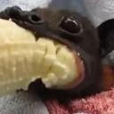  ̃”*°•. ̃”*°• INSANE ASYLUM •...